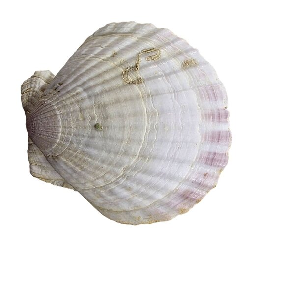 Set Of 7 White Scallop Seashells For Crafting Decor Or Beach-Themed Projects - Picture 9 of 16